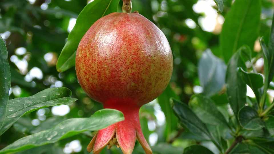 Как вырастить экзотические фрукты на своем подоконнике