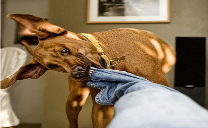 Учёные выяснили, кого первого кусает собака