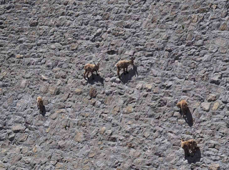Альпийские козы игнорируют гравитацию и ходят по отвесной стене