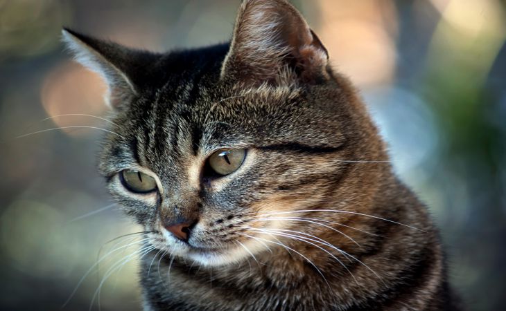 Учёные объяснили, почему домашние кошки опасны для здоровья человека