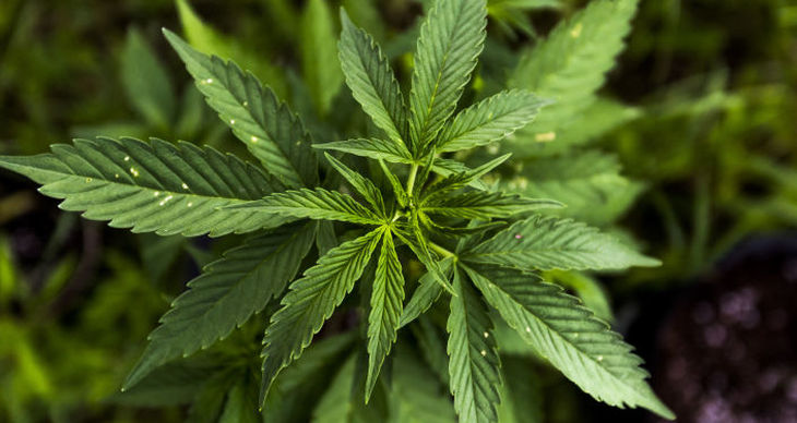 Канадские новости марихуана закон в россии за марихуану