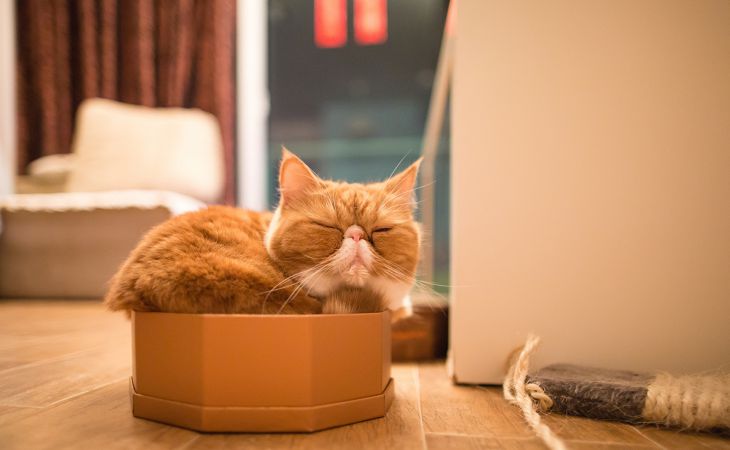 Ученые рассказали, почему кошки любят коробки