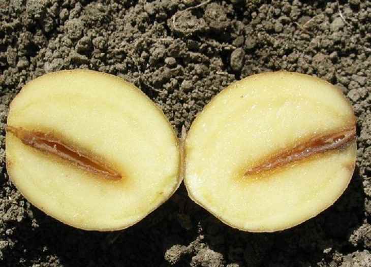 Болезни растений: картофель