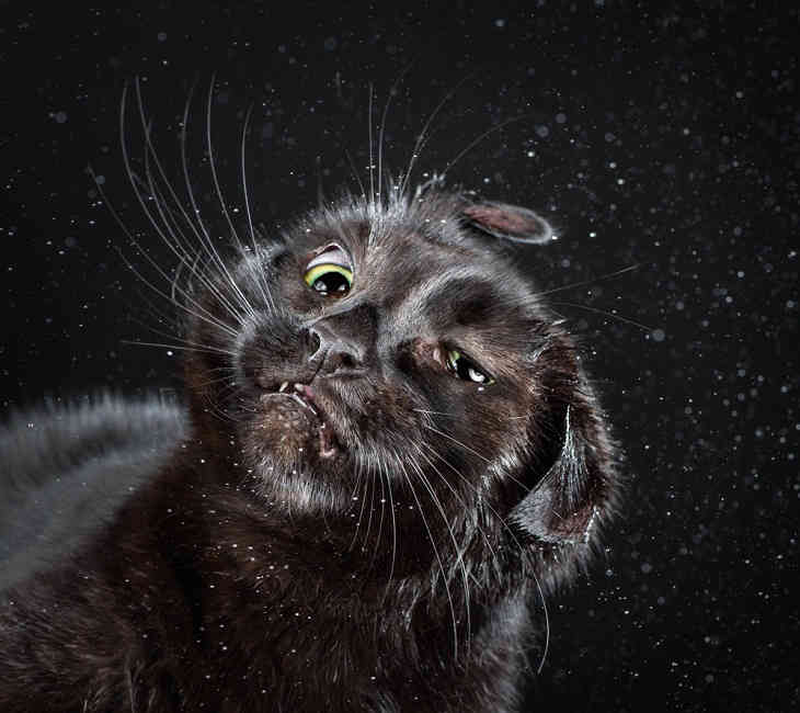 Забавные фотографии отряхивающихся кошек	