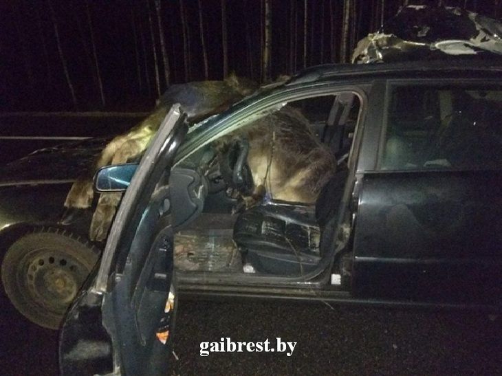 Легковушка в Ивацевичском районе сбила двух лосей. Один влетел в салон авто