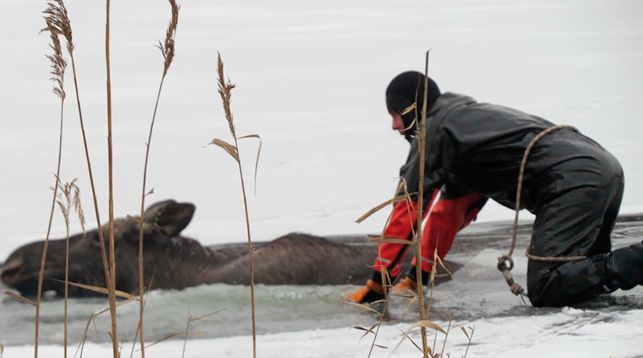 На озере Мядель лось провалился под лед: вызывали МЧС
