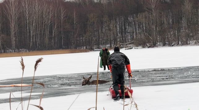 На озере Мядель лось провалился под лед: вызывали МЧС