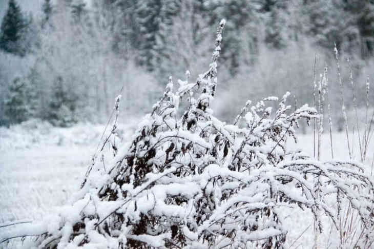 Через неделю в Беларусь придут 20-градусные морозы