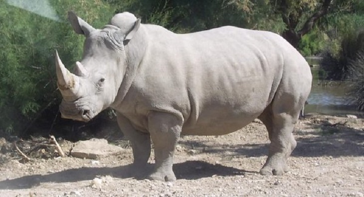 В зоопарке Флориды ребенок упал в вольер с носорогами
