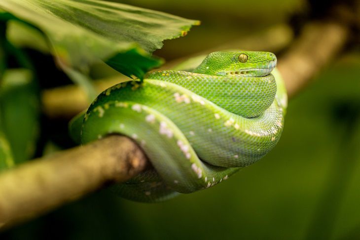 Ученые: эволюция оставила в нас страх перед змеями