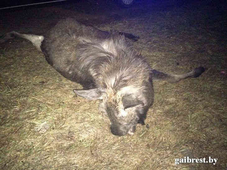 ДТП в Дрогичинском районе: погибло животное