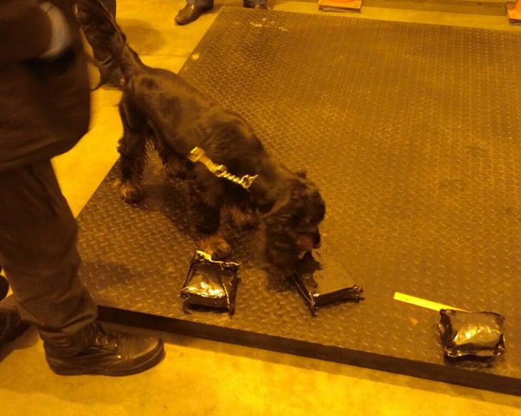 В Беларусь через «Брузги» хотели провезти 2,5кг кокаина. Не вышло В Беларусь через «Брузги» хотели провезти 2,5кг кокаина. Не вышло