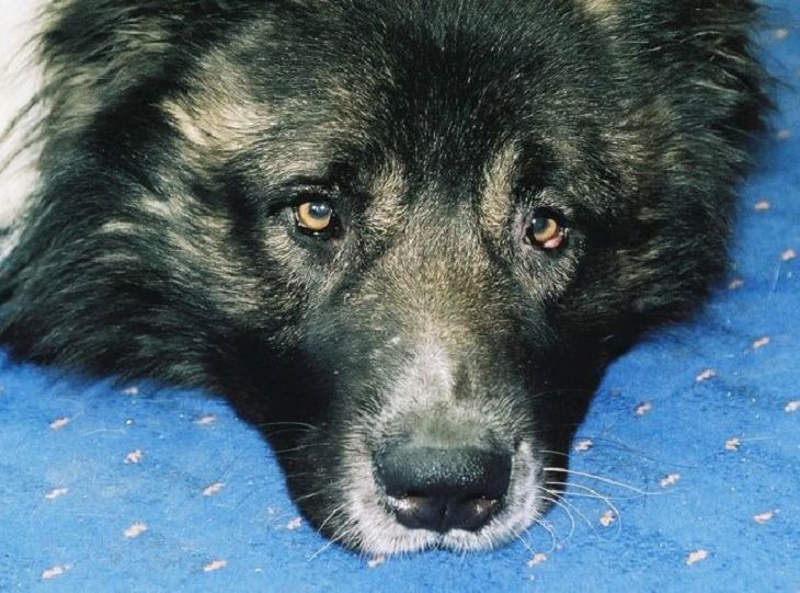 В Барановичах милиционеру пришлось ликвидировать собаку