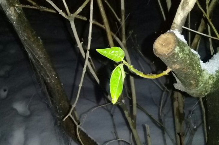 В Могилеве в январе распустились листики сирени