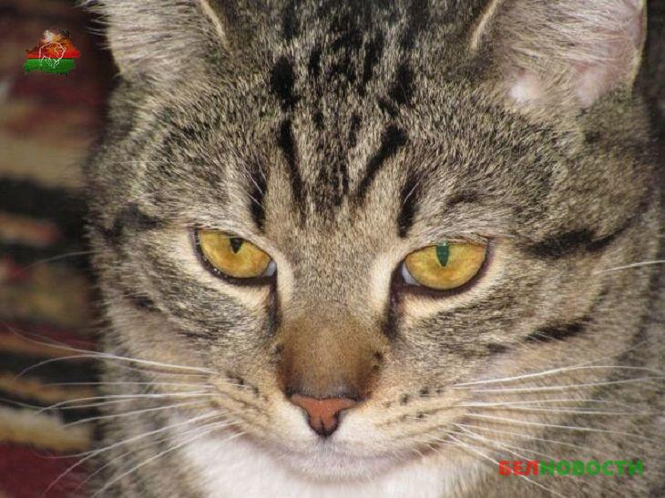 Кот в Щучинском районе предупредил хозяина о пожаре