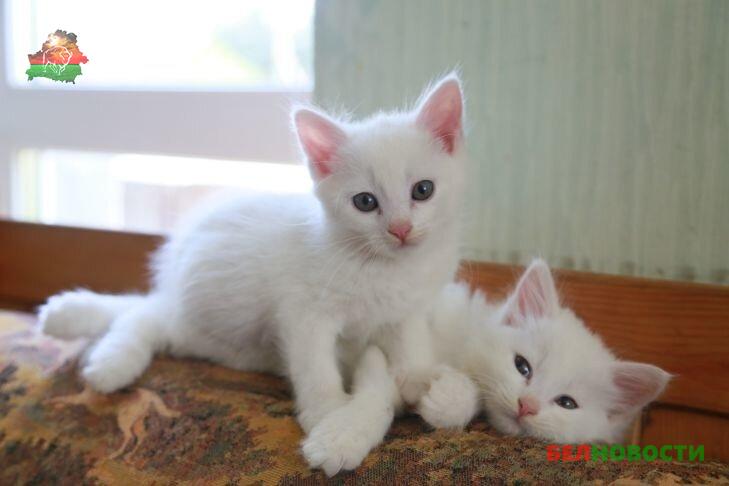 Мяукающие трусы. Таможенники нашли в штанах у мужчины котят