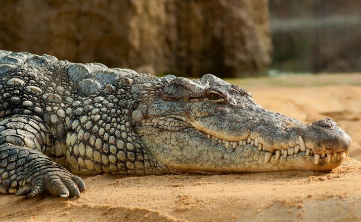 На похороны крокодила в Индии пришли 500 человек. Почему?