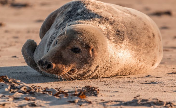 Жители канадской деревни заявили о нашествии тюленей на улицах