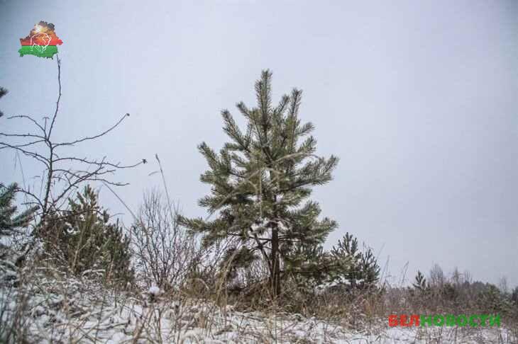 Прокуратура потребовала навести порядок в лесных угодьях Брестской области