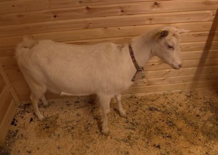 Коля Лукашенко подарил жителям дома-интерната козочек: Дусю и Веру