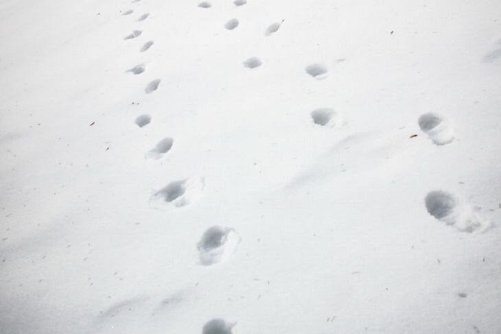 Два человека погибли при сходе лавины в Болгарии