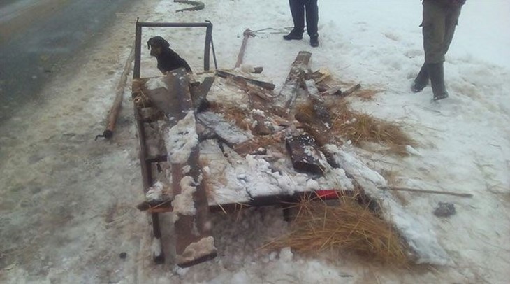 В Браславском районе из-за выбежавшей собаки столкнулись УАЗ и гужевая повозка