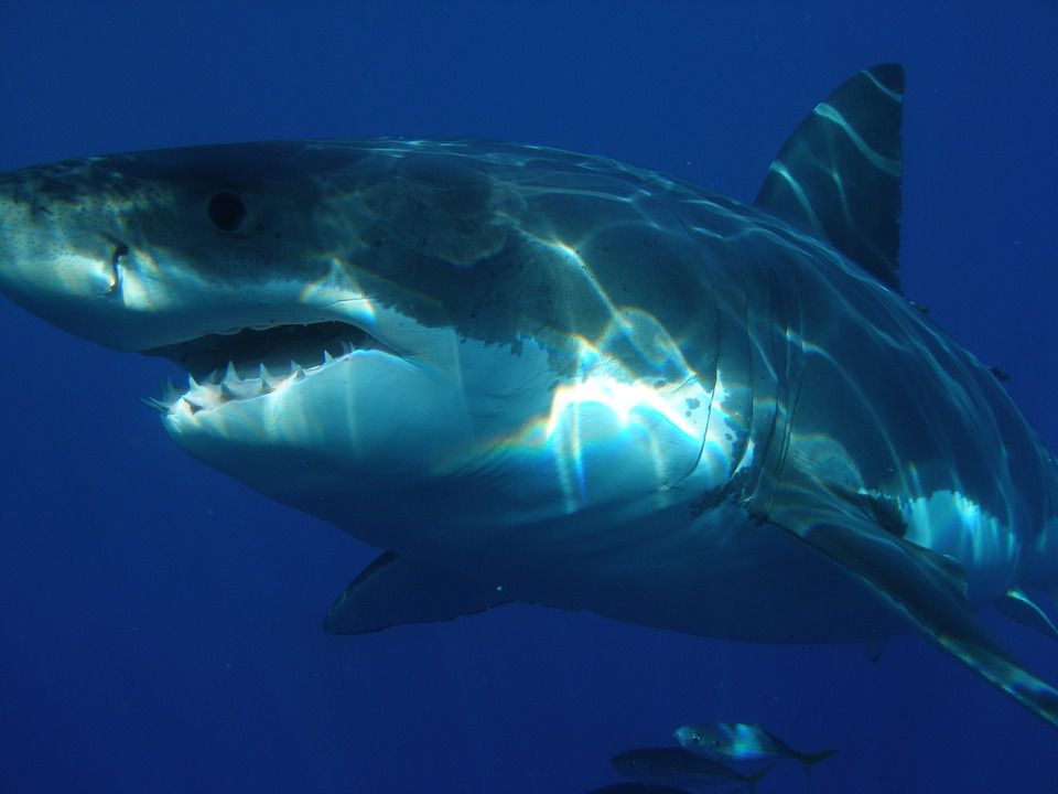 Ученые обнаружили в музеях новый вымерший вид акул