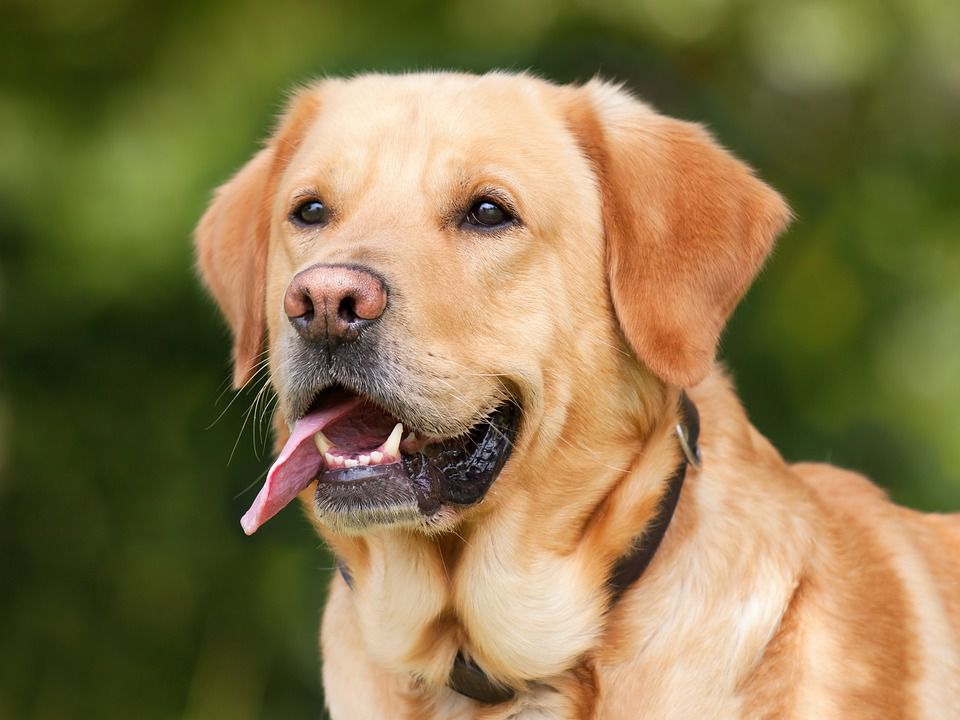 Ученые посоветовали диабетикам завести собаку
