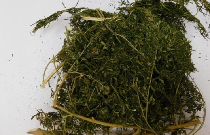 Водитель из Бреста хранил на чердаке свыше 800г марихуаны