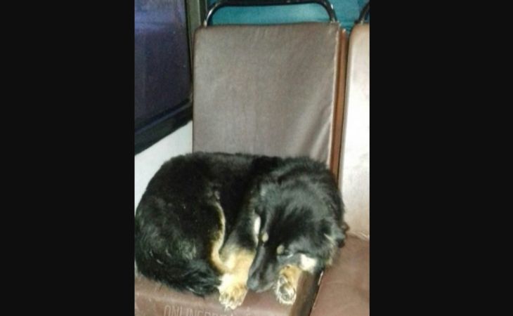 В Бресте пес нашел хозяев, 10 месяцев путешествуя по автобусам