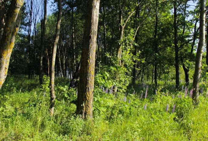 Два лесосеменных комплекса планируется ввести в Беларуси в 2019 году