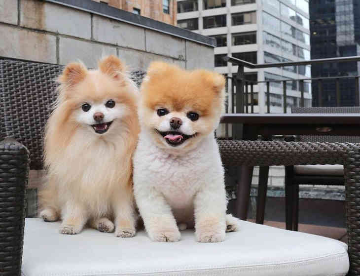 «Самый милый в мире пес» умер от тоски 