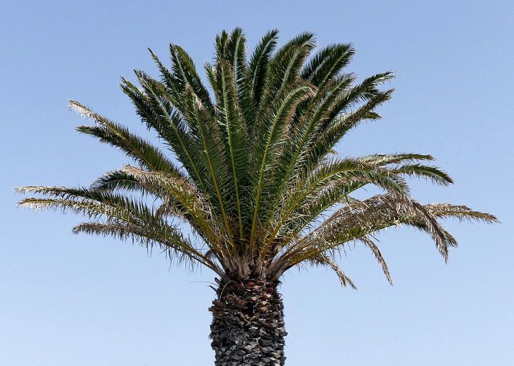 Исследователи открыли способ определения пола финиковой пальмы