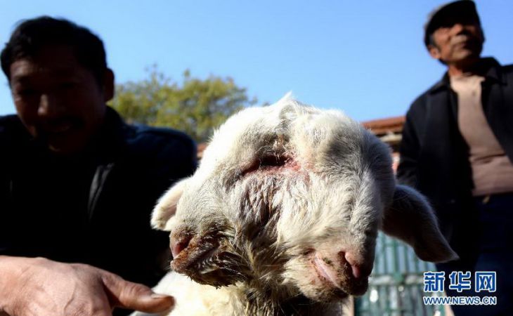 В Китае родилась двухголовая овца