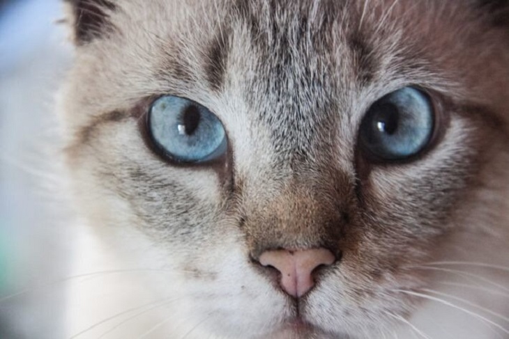 Пропавший кот вернулся к хозяйке спустя три года Пропавший кот вернулся к хозяйке спустя три года