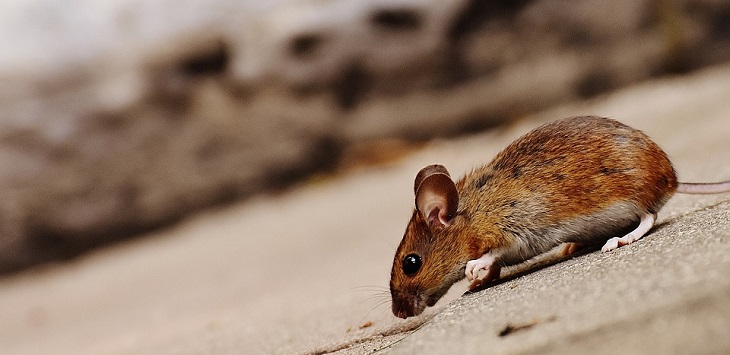 В Англии вооруженные копы ворвались в дом, чтобы спасти мышь