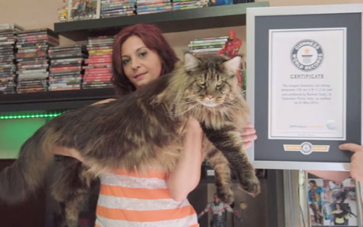 Как выглядит самый длинный домашний кот в мире Как выглядит самый длинный домашний кот в мире
