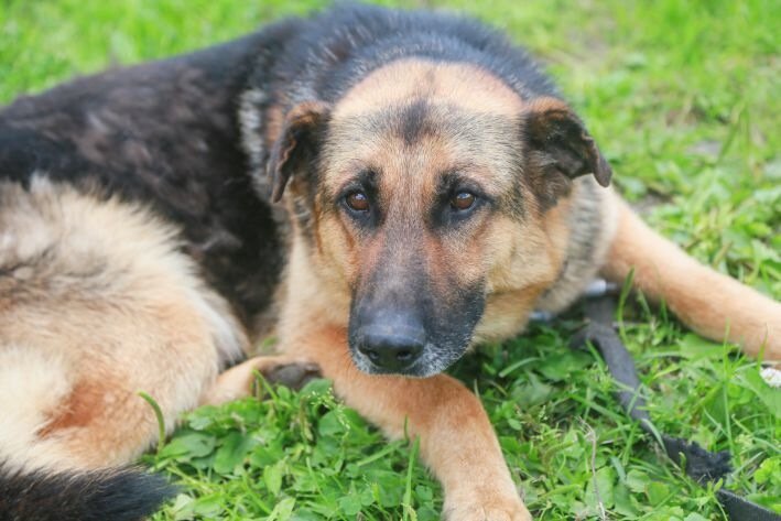 В Могилеве орудуют живодеры: убили и повесили щенка