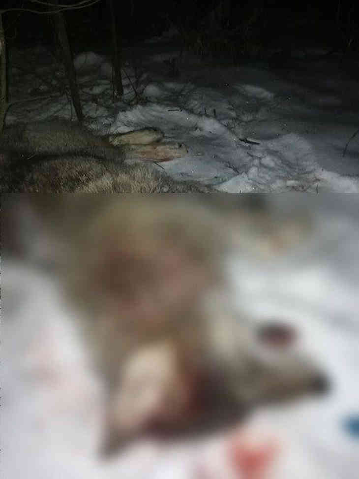 В Столбцах волк напал на людей. Жертвами стали 4 человека