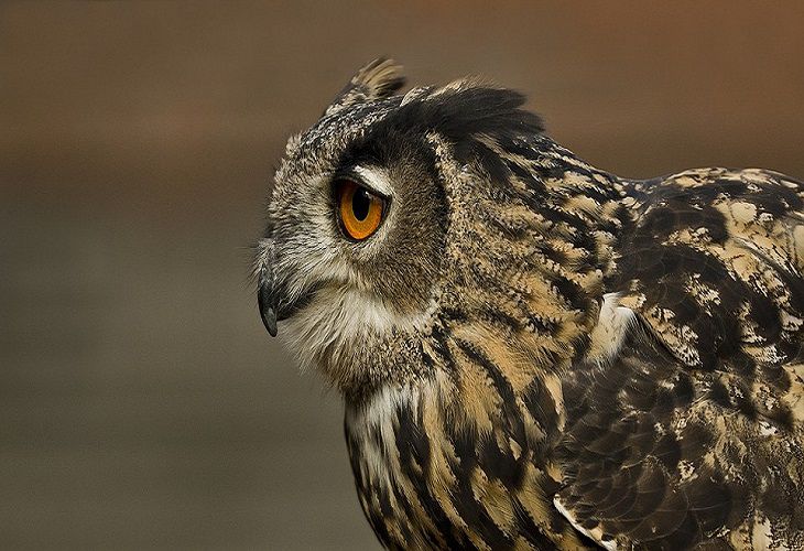 Под угрозой исчезновения находится больше видов животных