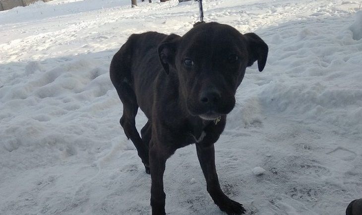 В Гродно избили щенка и оставили умирать на морозе 