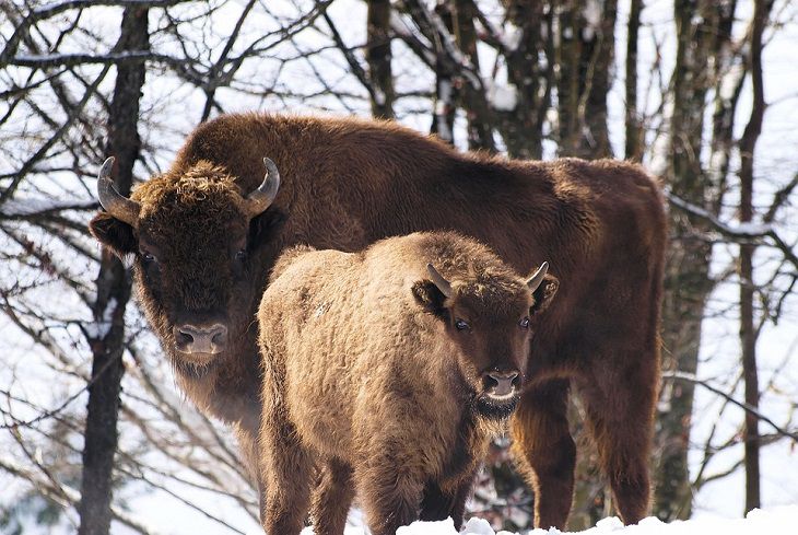 Браконьеров, застреливших зубра, будут судить в Бресте Браконьеров, застреливших зубра, будут судить в Бресте