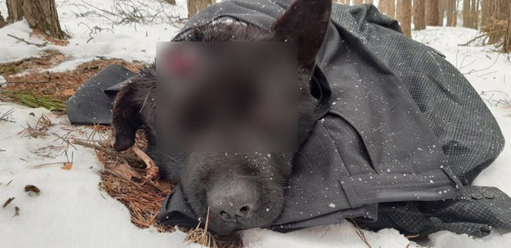 В лесу нашли зверски побитую собаку В лесу нашли зверски побитую собаку