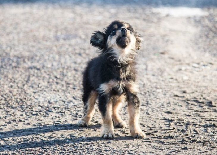 В Лиде спасли провалившуюся под лед собаку В Лиде спасли провалившуюся под лед собаку