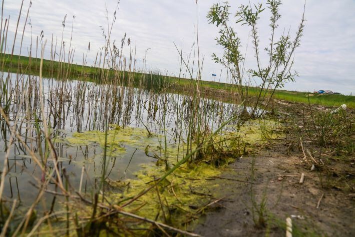 Закон об охране и использовании болот в Беларуси планируют принять в середине года
