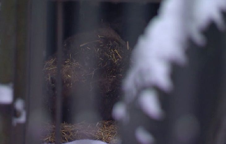 В Минске медведь Тристан предсказал раннюю весну