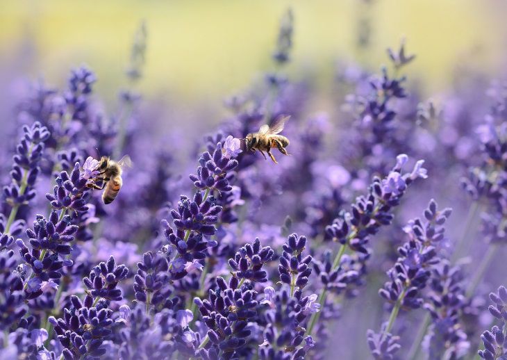 Ученые рассказали, как цветы слушают пчел 