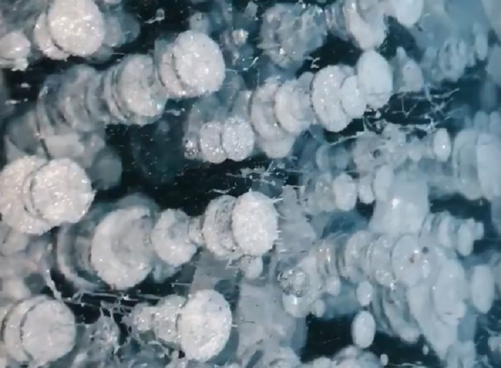 Послание инопланетян или медузы? Жителей напугало явление в озере