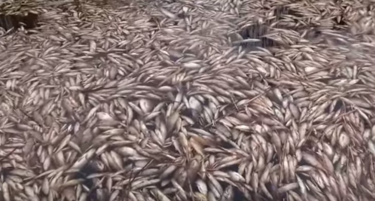 На торфяниках под Лидой — массовый мор рыбы. Местные вывозили «улов» машинами