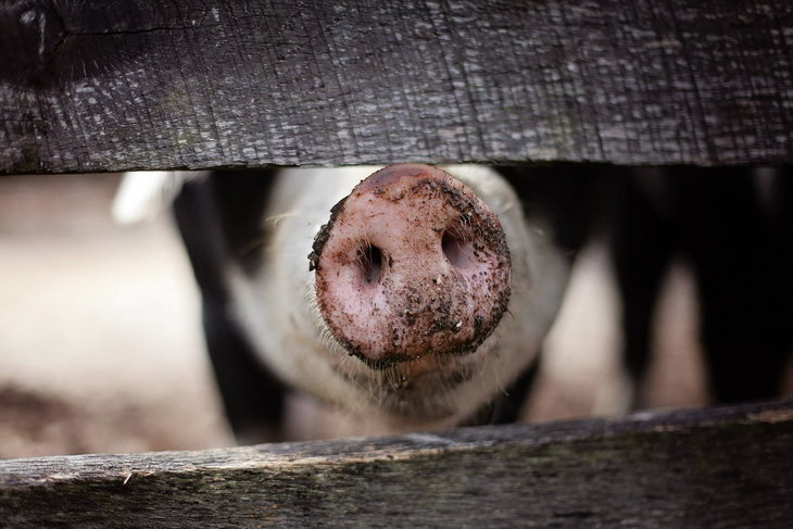 Ученые нашли в КНР древние останки одомашненных свиней